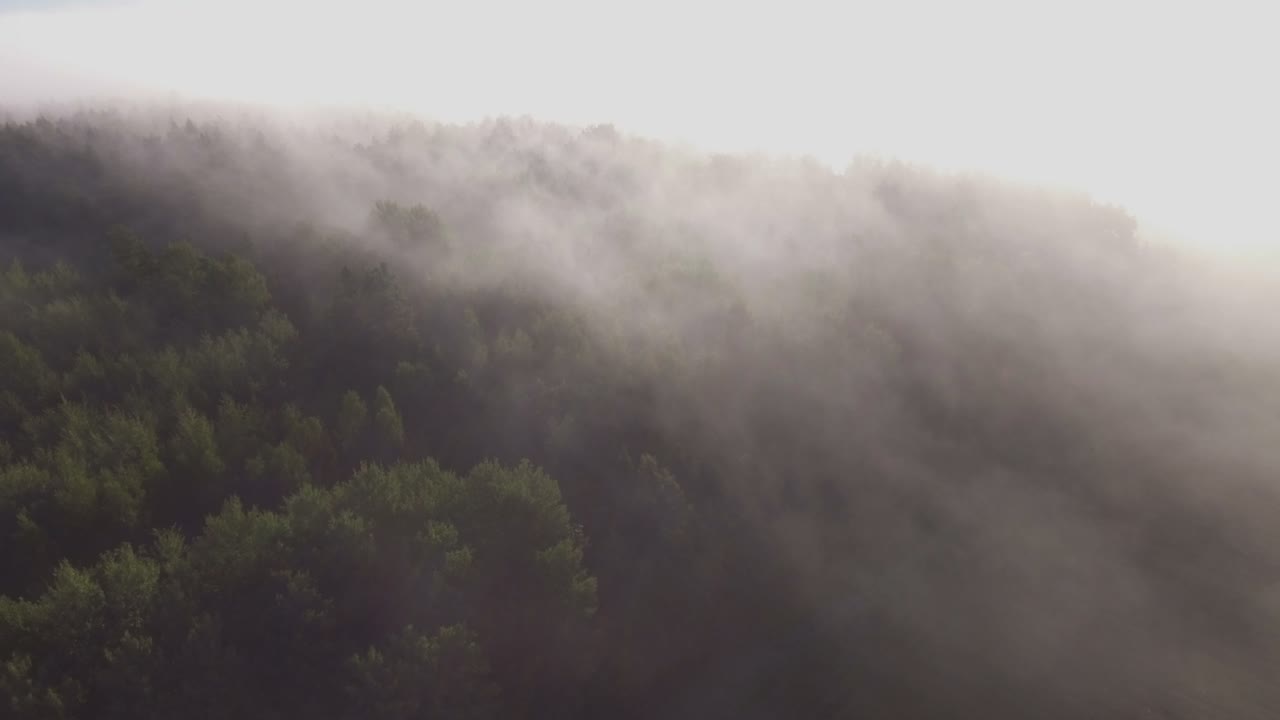 Forest Surrounded by Morning Fog. Aerial Track Left