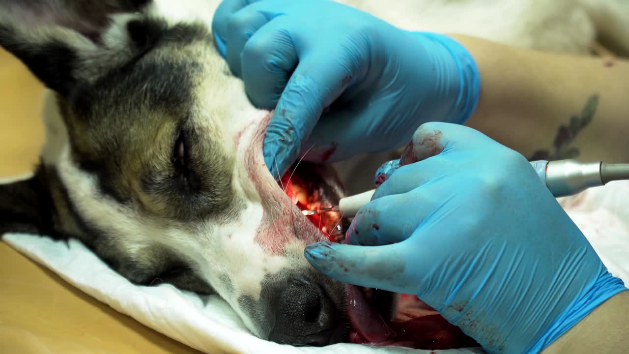 치과 절차, 개의 치아 청소