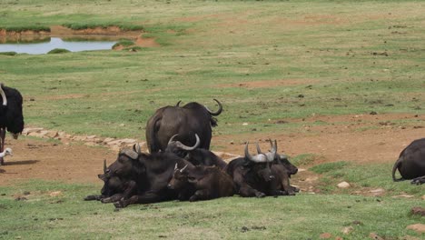 una manada de búfalos del cabo relajados acostados en un campo de un recinto de vida silvestre, mpumalanga, sudáfrica