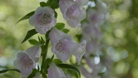 herbaceous perennial plants, blooming foxglove flowers. selective focus shot