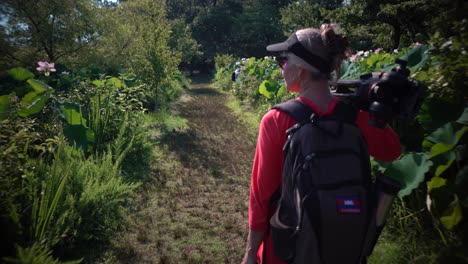 movimiento de steadicam de un fotógrafo mientras camina con trípode y equipo entre flores de loto