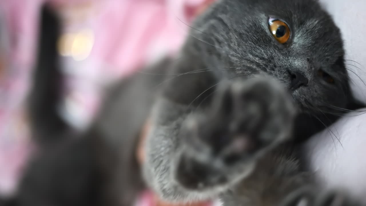 Gray cat with bright orange eyes is being held gently by a person, displaying a range of playful and cute expressions while relaxing comfortably in their arms