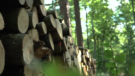 Neigen-Sie-Sich-An-Einem-Sonnigen-Tag-Auf-Einen-Großen-Stapel-Geschnittener-Holzstämme-Im-Grünen-Wald