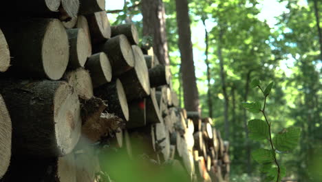 tilt down on large stack of cut wood logs in green forest on sunny day