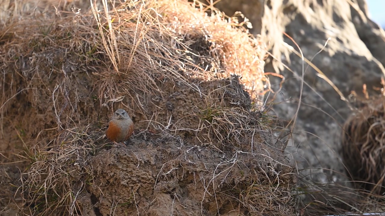 Rocky mountain surroundings host alpine accentor resting calmly