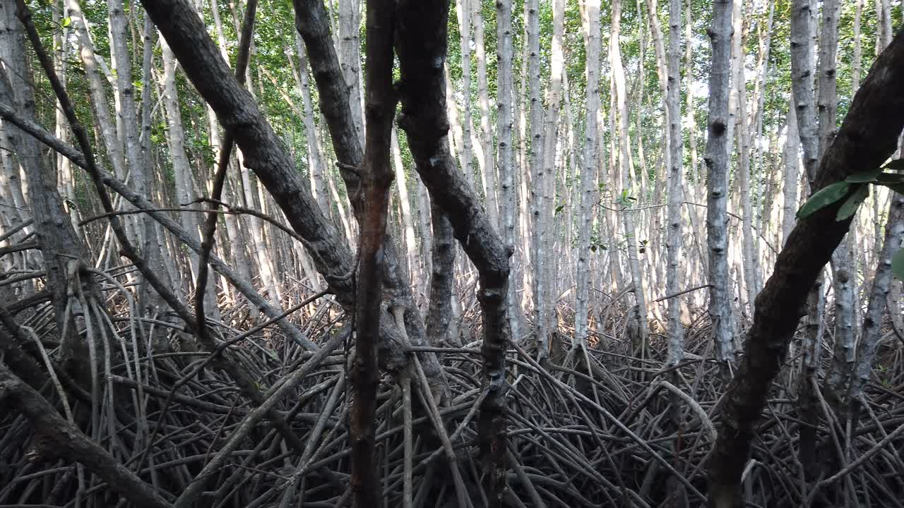 Mangrove Forest Roots, Tangles and Branches with Sunlight Through Bali Indonesia Natural Landscape Scenary