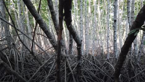 mangrove forest roots, tangles and branches with sunlight through bali indonesia natural landscape scenary