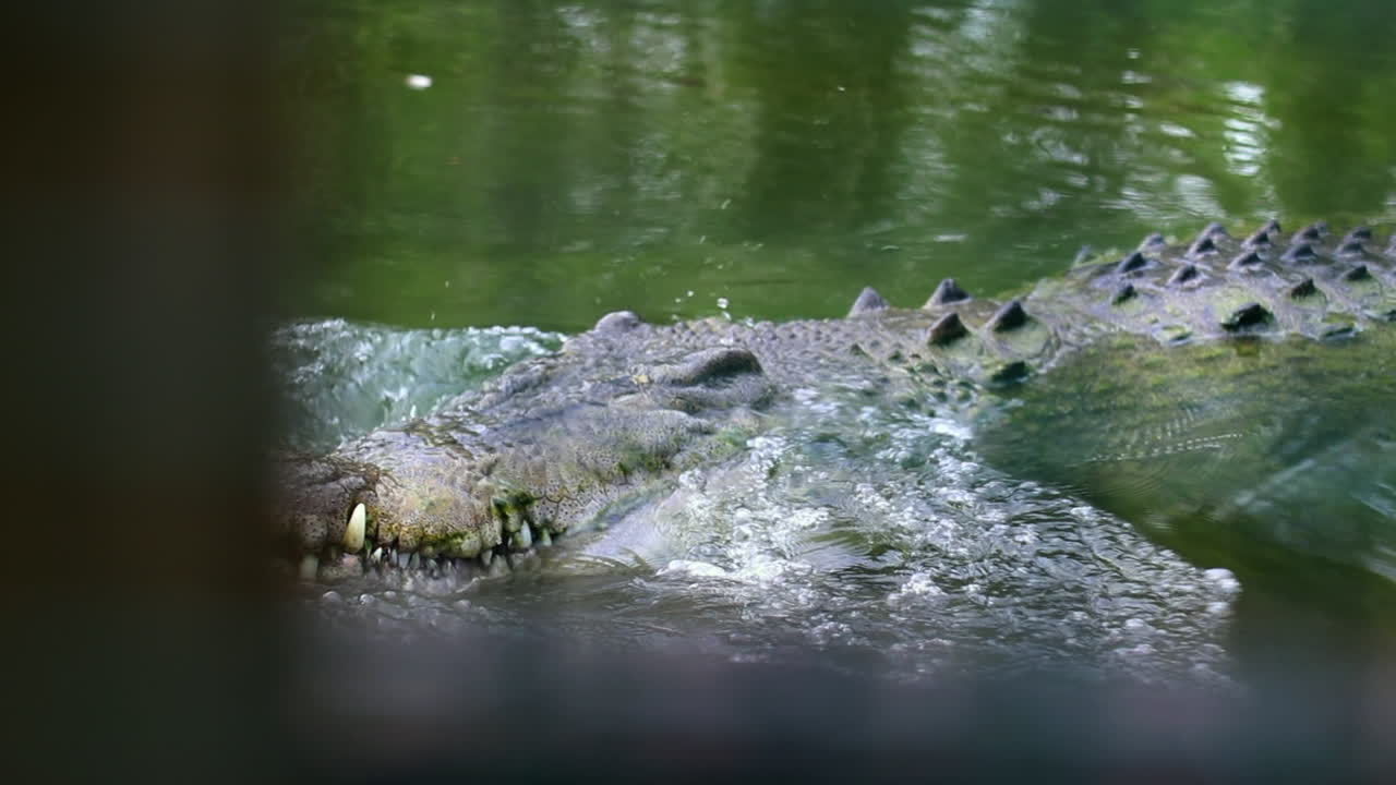 primer plano de caimán revelado desde detrás de un poste de madera