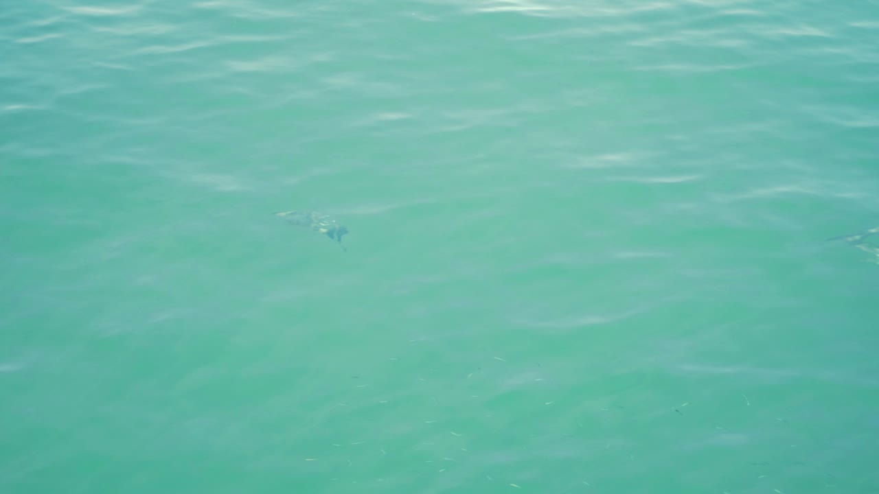 해수면 아래의 큰 물고기 슬로우 모션 잔물결 햇빛