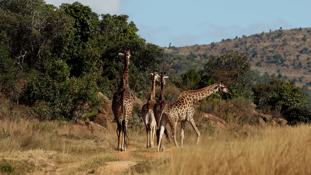 Tower of giraffes walking on reserve on hot day between trees and field