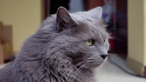 a slow-motion closeup shot captures a grey cat turning to face the camera on a sunny day outdoors