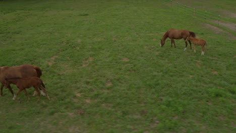 Toma-De-Seguimiento-De-Hermosas-Yeguas-Y-Potros-Vagando-Por-Un-Campo