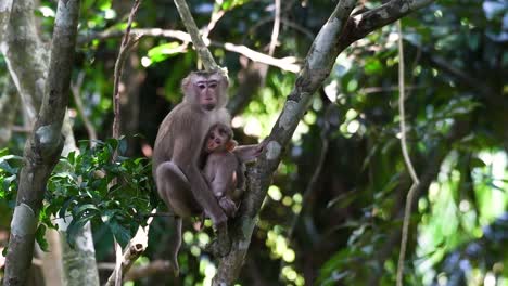 el macaco de cola de cerdo del norte es un primate que se encuentra comúnmente en el parque nacional de khao yai, aunque es una especie vulnerable