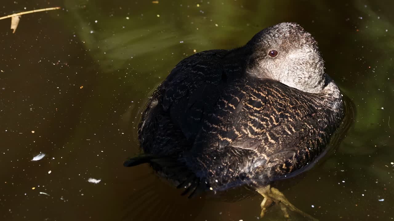 Un'anatra che nuota in uno stagno in uno zoo
