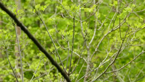 Small-palm-Warbler-flying-off-from-twig,-Lush-vegetation-as-background,-Canadian-Wildlife