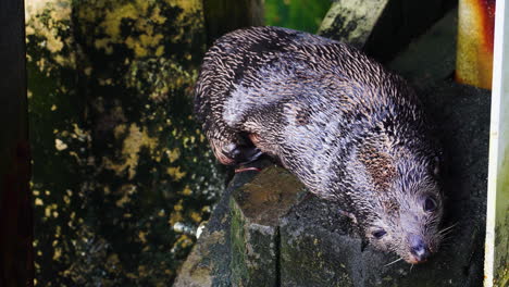 close up shot of fur seal laying around on the wharf in new zealand at daytime