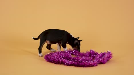 un lindo cachorro de bull terrier con oropel rosa