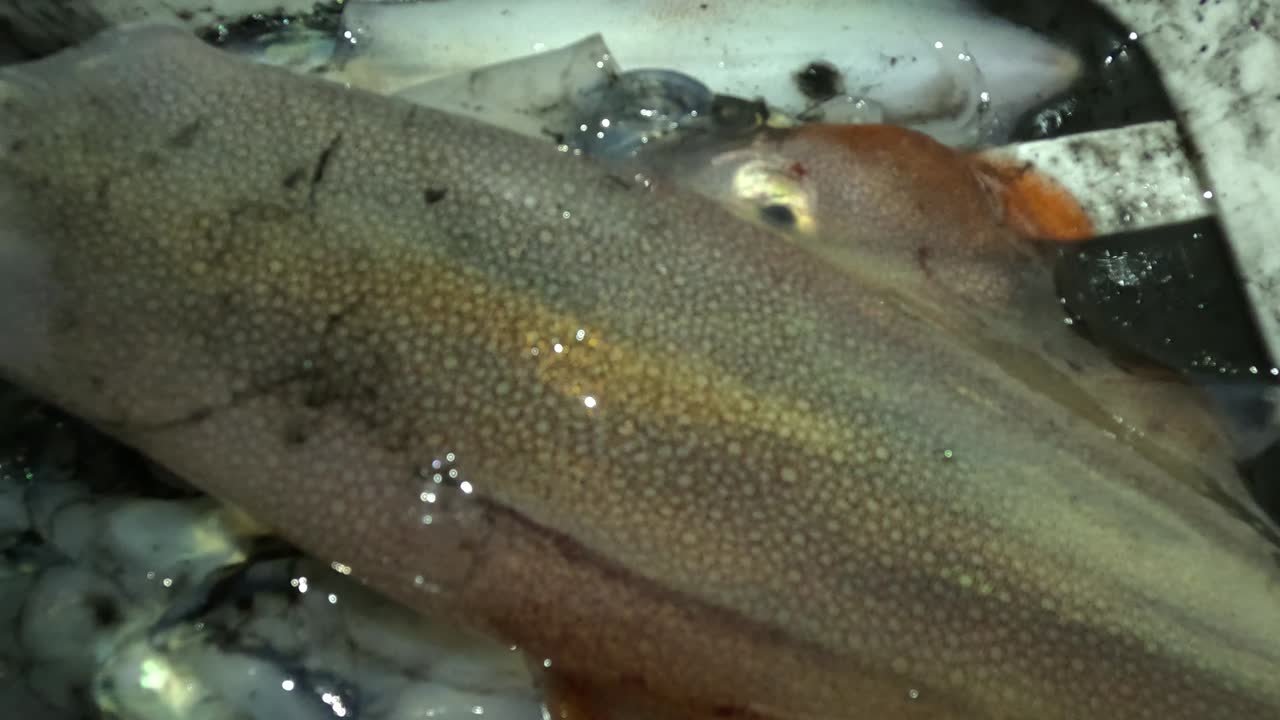 Mehrere frisch gefangene Tintenfische zeigen nasse Körper mit blassen, rötlichen und bläulichen Tönen, sichtbaren Flossen, großen spiegelnden Augen und Chromatophoren, was ihre natürliche Tarnung und die Frische als Meeresfrüchte hervorhebt.