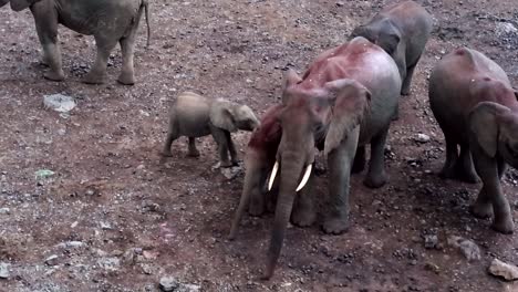 African-elephant-group-digging-in-the-ground-looking-for-salt-and-minerals,-Kenya