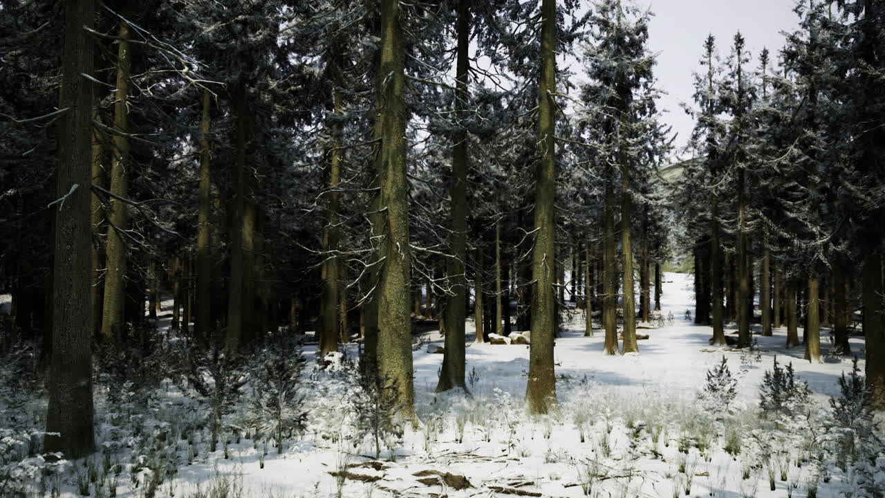 Snow covers a serene forest landscape in winter season