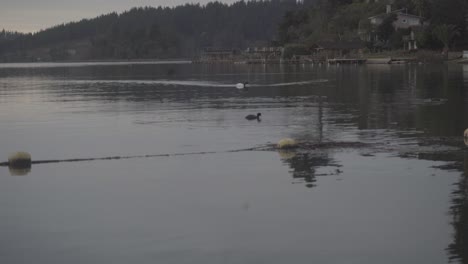 black-neck-swan-swiming-in-the-vichuquen-lake