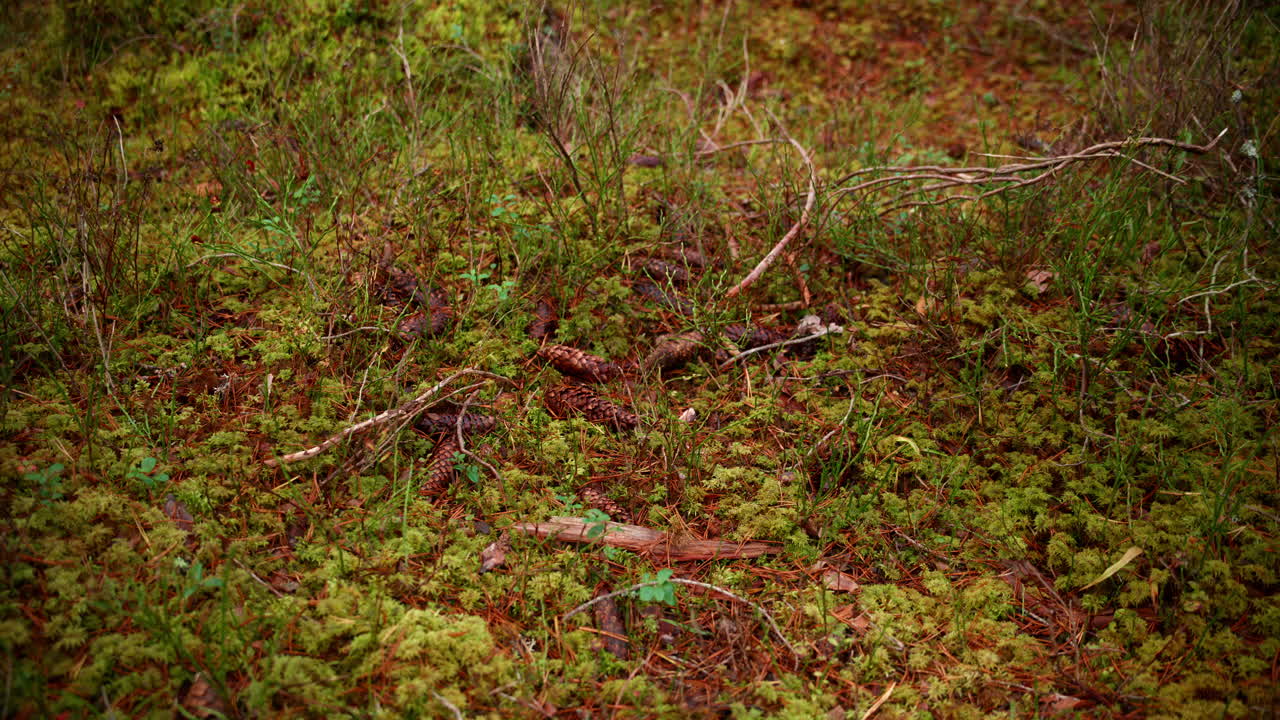 Pine cones that has fallen to the the ground on an autumn day