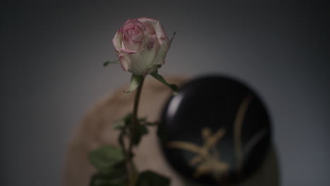 a single rose withers in a vase timelapse