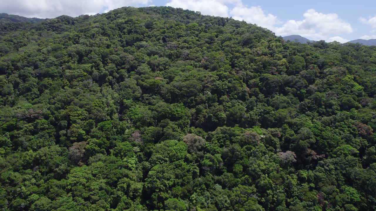 parque nacional daintree en queensland - densa selva tropical y bosques montañosos a lo largo de la costa en australia