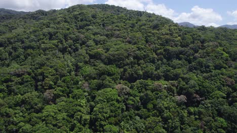 Daintree-National-Park-In-Queensland---Dense-Rainforest-And-Mountain-Woodland-Along-The-Coastline-In-Australia