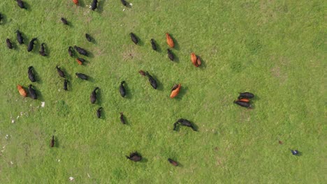 cattle herd grazing on green pasture, jadovnik, serbia