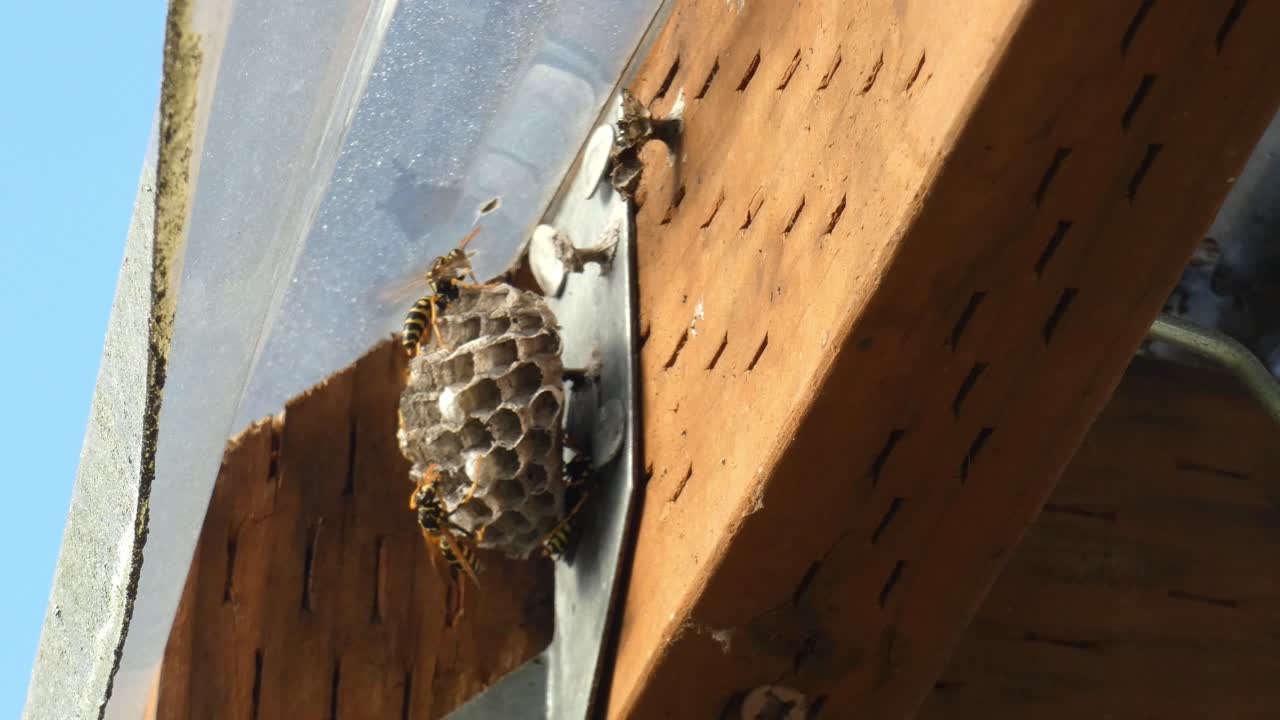 yellow jackets on a nest fanning the nest on a warm day copy space right