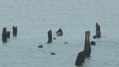 Patos-De-Cola-Larga-Se-Juntan-Nadando-En-El-Agua-Y-Buscando-Comida,-Día-Nublado,-Tiro-Distante