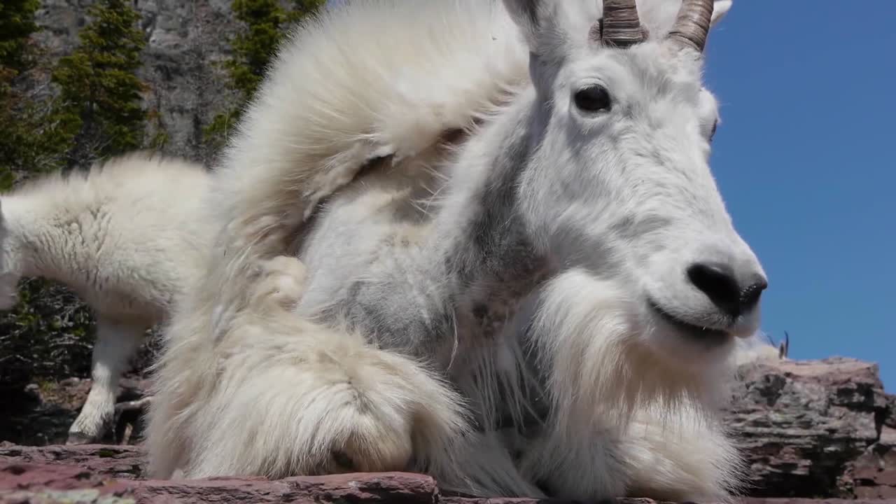 salón de cabras montesas blancas en el parque nacional de los glaciares montana