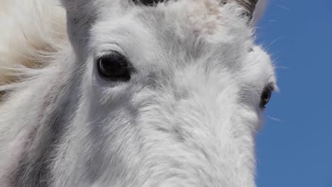 white mountain goats lounge in glacier national park montana