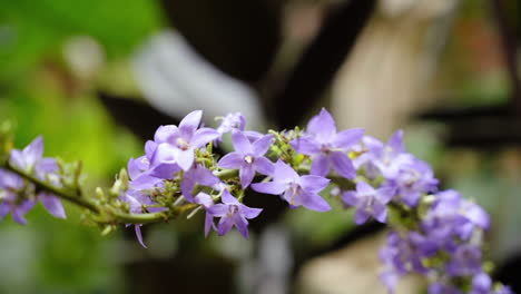 Lavender-bellflowers-in-a-garden---isolated-close-up