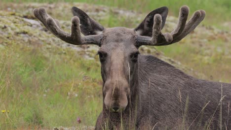 Elch-Oder-Elch-(Alces-Alces)-Im-Grünen-Wald.-Schönes-Tier-Im-Natürlichen-Lebensraum.