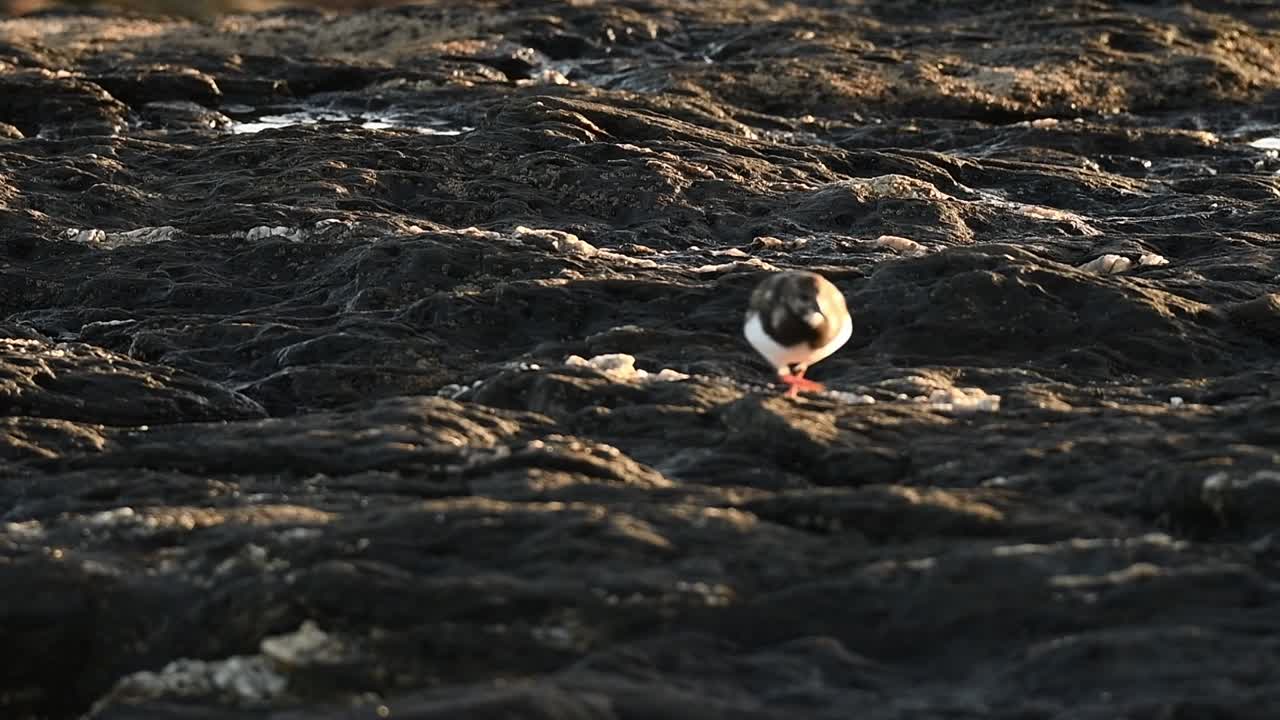 Sanderling pecking sand near sea