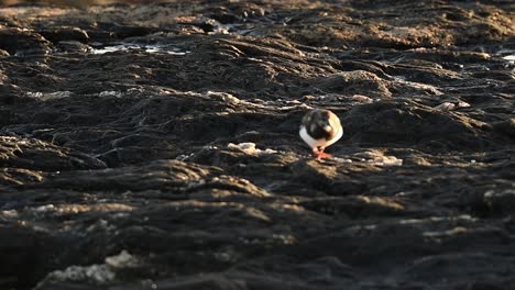 sanderling pecking sand near sea