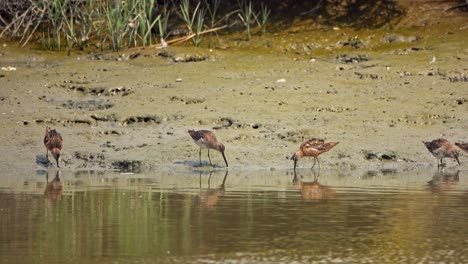 Küstenvögel,-Die-Auf-Schlammigen-Ufern-Auf-Und-Ab-Gehen-Und-Fressen