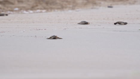 baby turtles crawl across a sandy beach toward the ocean