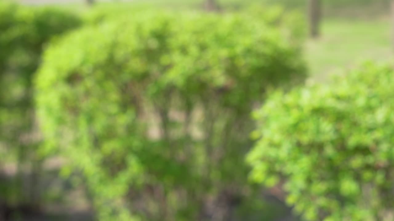 arbustos verdes borrosos. fondo para pantalla verde o títulos