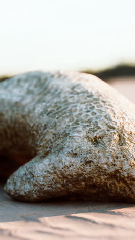 close-up of a coral on the beach