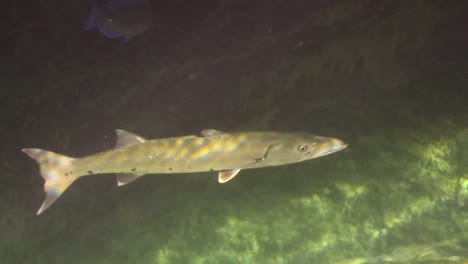 yukal 62