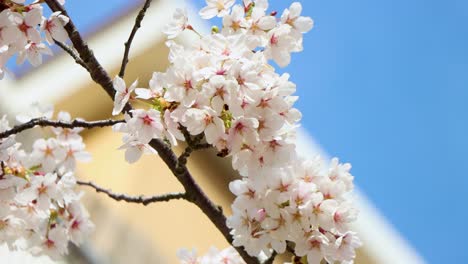 close-up of white cherry blossoms with a wasp, clear blue sky in the background