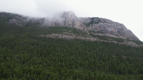 evergreen trees from above pans up to misty mountains on overcast day