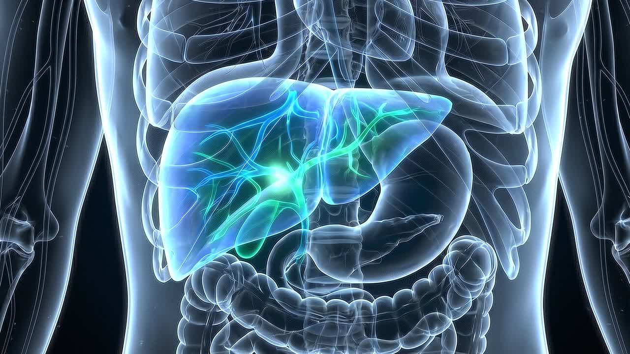 Transparent human torso showing detailed liver anatomy with surrounding organs in advanced medical visualization