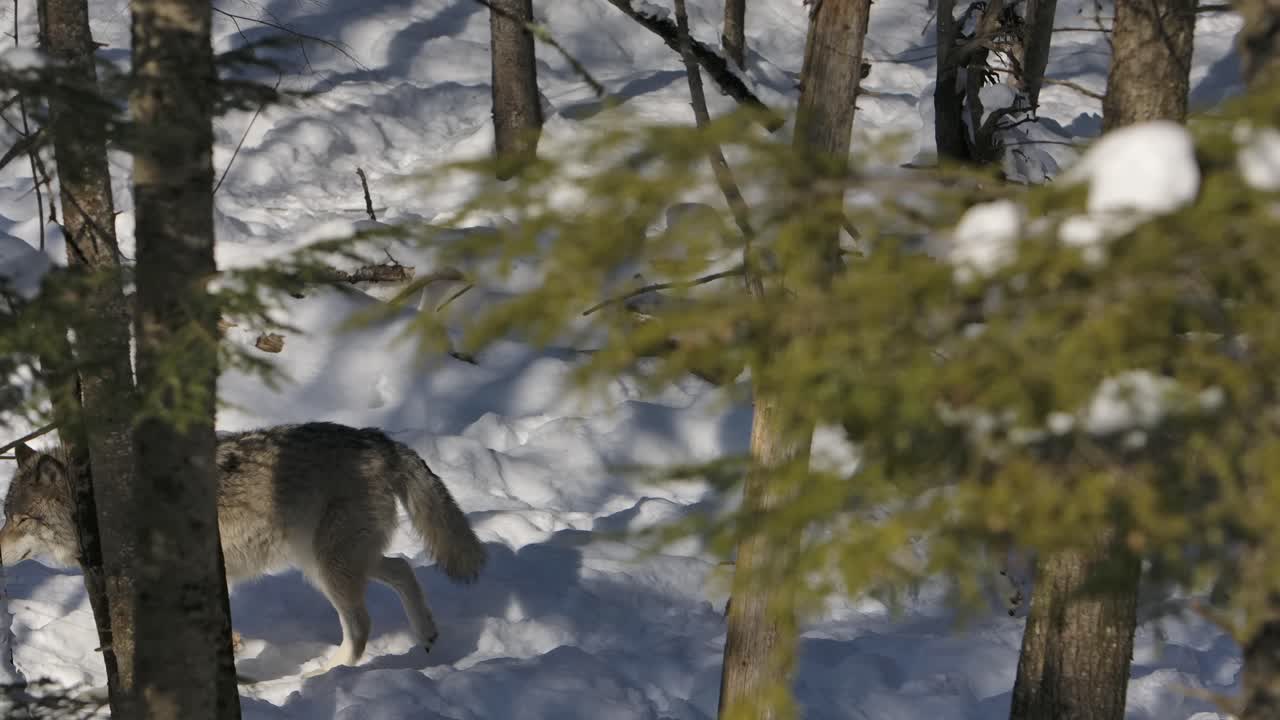lobos de madera trotando por el bosque de invierno