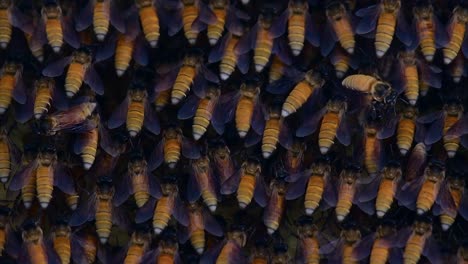 Honey-Bees-are-known-to-build-large-colonies-of-nest-with-symmetrical-pockets-made-of-wax-for-them-to-store-honey-as-their-food-source