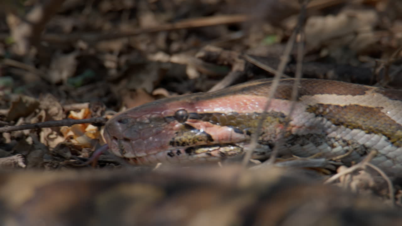 Testa di Python molurus ripresa a livello del suolo che rivela l'intricato motivo delle squame e lo scatto sensoriale della lingua