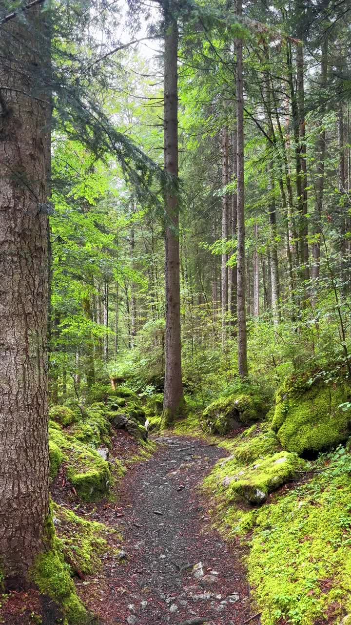 Cane di razza bianca su sentiero umido in una foresta svizzera, Svizzera